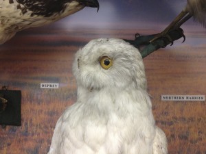 Historic Bird Collection 1