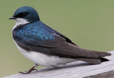 Experience Spring Bird Migration to the Fullest - VIRTUAL @ large meeting room - Rowley Public Library